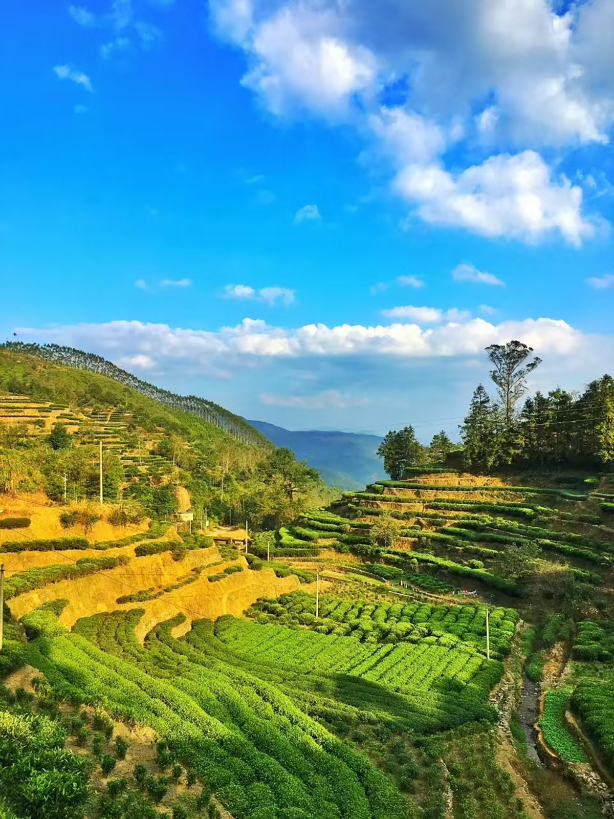 诏安单从01.jpg 诏安单从01.jpg